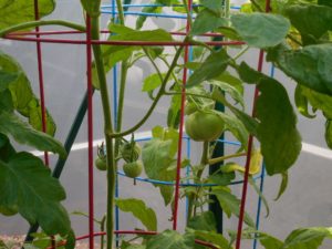 tomato plants